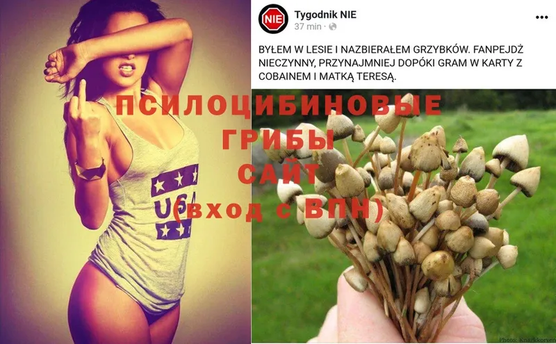 blacksprut онион  Саранск  Псилоцибиновые грибы Psilocybe 