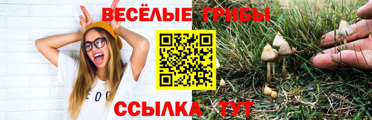 закладки  Псилоцибиновые грибы мицелий  Галлюциногенные грибы Psilocybine cubensis  Вход с VPN  Саранск 